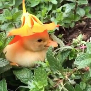 Meet your Posher, Floppy